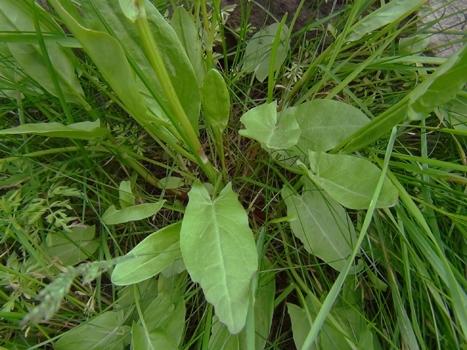 Image result for common sorrel photos