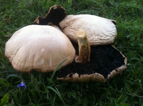 field mushrooms