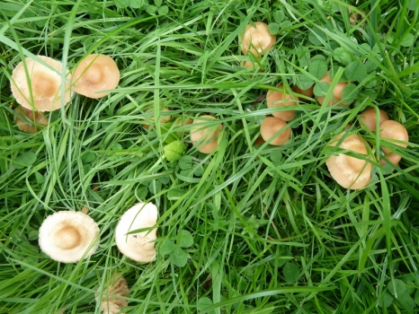 Fairy%20ring%20mushroom%2022.jpg