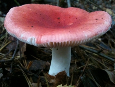 www.wildfooduk.com/uploads/mushrooms/49/cropped/Beechwood%20Sickener%202.jpg