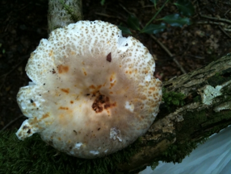 Russula virescens, showing the spotted edges to the cap