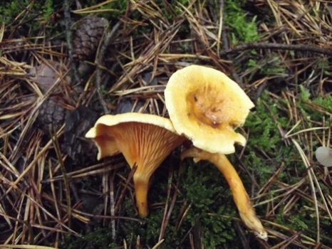 False%20Chanterelle%202.jpg