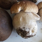 Surrey (Banstead) Autumn Foraging Course