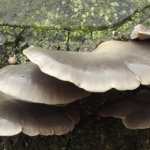Cardiff Autumn Fungi and Wild Food Course