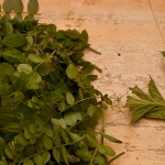 Cardiff Spring/Summer Foraging Courses