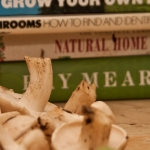 Ludlow - Tenbury - Leominster Spring/Summer Foraging Course
