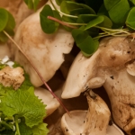 Ledbury Spring Foraging Course