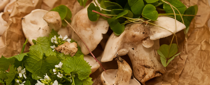 Ledbury Spring Foraging Course