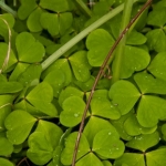 Dartmoor Spring Foraging Course
