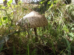 parasol Mushroom