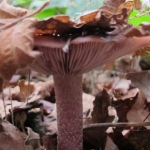 Central Croydon Fungi Foraging Course