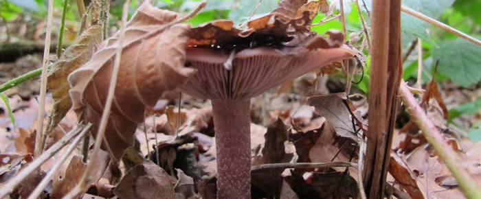Central Croydon Fungi Foraging Course