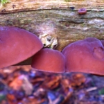 Ludlow Tenbury Leominster Autumn Fruit and Fungi Foraging Course