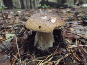 Cep, Porcini, Boletus Edulus