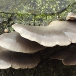 Cardiff, Wales Autumn Foraging Course