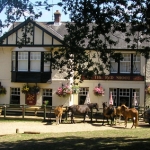 New Forest Late Spring Foraging Course