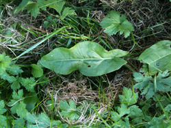 Sorrel