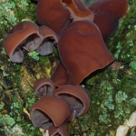 Hampshire, South Downs Autumn Foraging Course