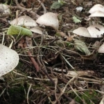 Wakehurst Place Food Festival Mini Foraging Course