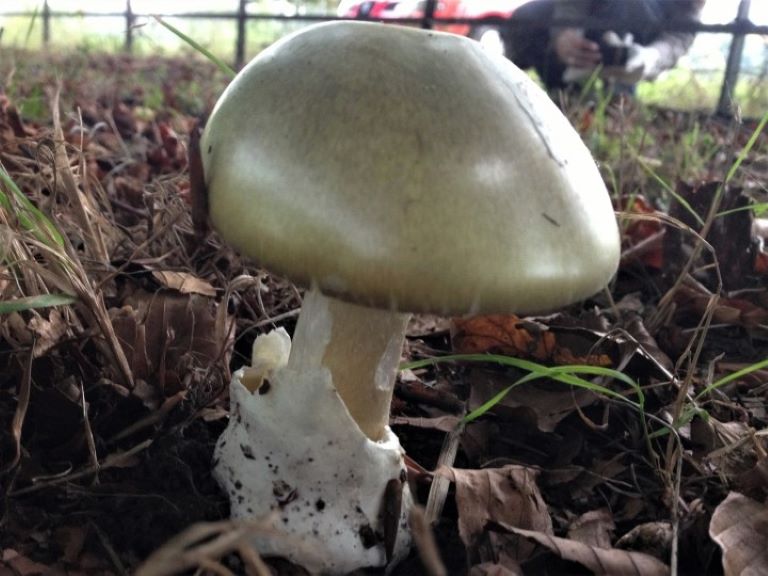 How to Tell the Difference Between Poisonous and Edible Mushrooms