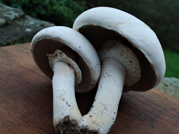 Identifying White Mushrooms