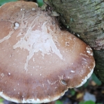 Surrey, Warlingham Autumn Foraging Course