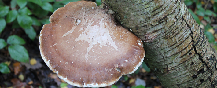 Surrey, Warlingham Autumn Foraging Course