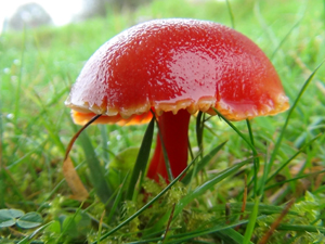 Crimson wax cap 300x225