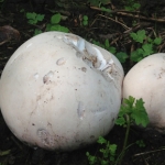 Derbyshire, Uttoxeter Summer Foraging Course