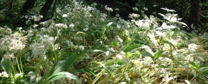 Widl Garlic, Ramsons
