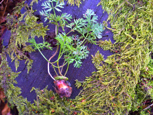 Pignut
