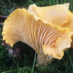 Peak District Summer Foraging Course