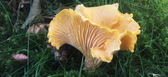 Hampshire, New Forest Spring Foraging Courses