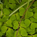Surrey, Guildford Autumn Foraging Courses