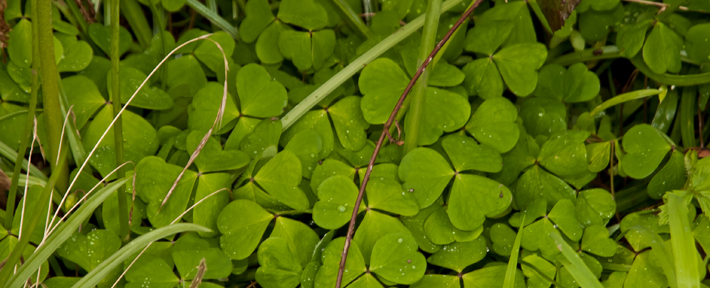 West Sussex, Crawley, Tilgate Park Spring Foraging Course