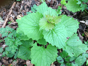 Hedge Garlic 1 300