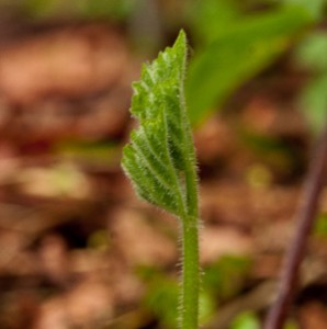 Hogweed, Heracleum sphondylium