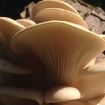 Bath Spring Foraging Course