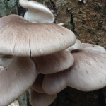 Surrey (Horsell Common) Spring Foraging Course