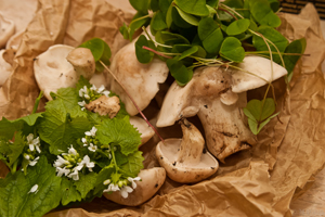St Georges Mushrooms, Hedge Garlic and wood sorrel