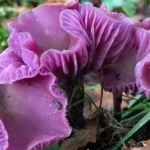 Cheshire, Marbury Country Park Autumn Foraging Course