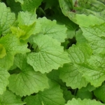Cheshire, Marbury Country Park Summer Foraging Course