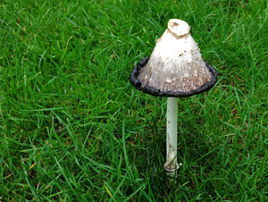 Shaggy Ink Cap