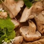 Bath Spring Foraging Course