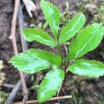 11:30 Blenheim Palace Food Festival Mini Foraging Course
