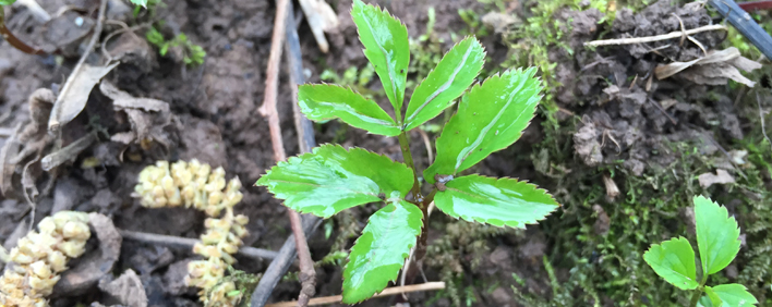 11:30 Blenheim Palace Food Festival Mini Foraging Course