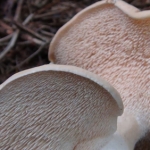 Dartmoor Autumn Fruit and Fungi Foraging Course