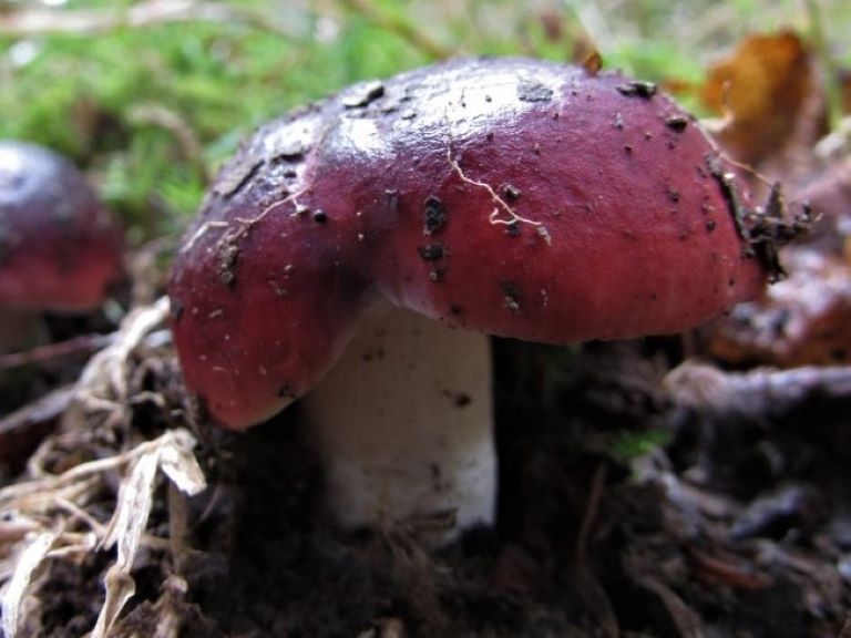 Identifying Russulas