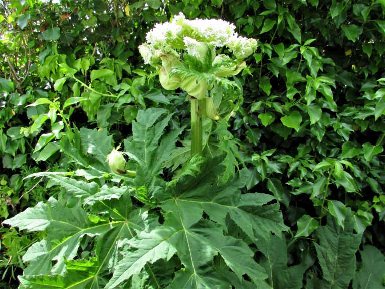 Giant Hogweed Identification