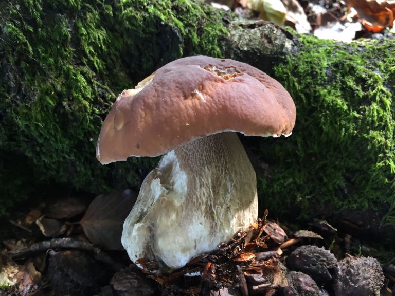 Identifying Boletus Mushrooms